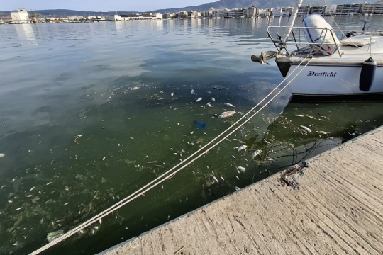 Νεκρά ψάρια του γλυκού νερού επιπλέουν στον Παγασητικό